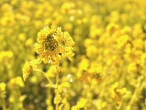 菜種油「菜の花の恵み」！　