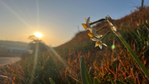 2月のお花　